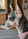 adoptable Dog in  named Sammy