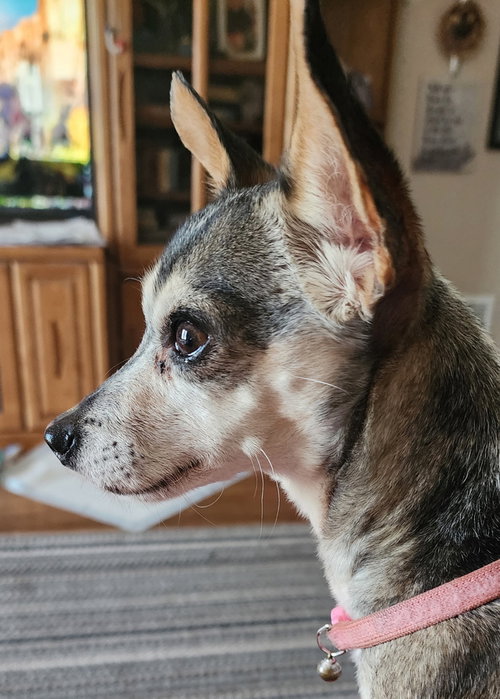 SAMMY - Chihuahua available for adoption