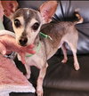 Sammy - Photo 2