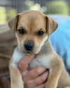 adoptable Dog in  named Pippa