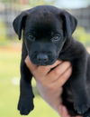 adoptable Dog in  named Fizzbee