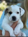 adoptable Dog in  named Junebug