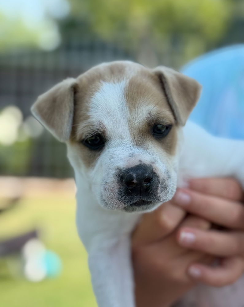 adoptable Dog in Dana Point, CA named Tater Tot