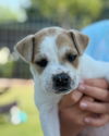 adoptable Dog in  named Tater Tot