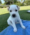 adoptable Dog in dana point, CA named Bliss