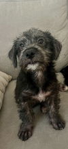 adoptable Dog in  named Petunia