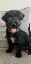 adoptable Dog in  named Posie
