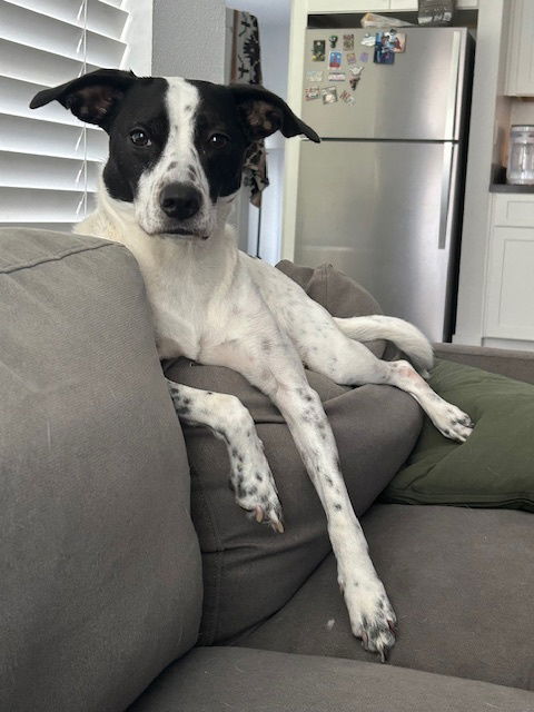 adoptable Dog in Dana Point, CA named June