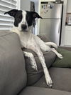 adoptable Dog in  named June