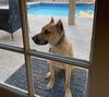 adoptable Dog in  named Lola