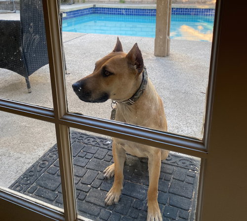 LOLA - American Staffordshire Terrier available for adoption