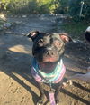 adoptable Dog in  named Stella