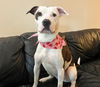 adoptable Dog in  named Lucy