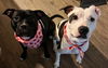 adoptable Dog in  named Stella & Lucy
