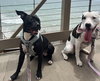 Stella & Lucy - Photo 2