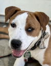 adoptable Dog in  named Billy