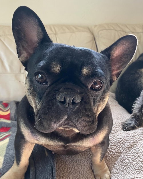 MOOCHI - French Bulldog available for adoption