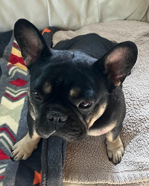 MOOCHI - French Bulldog available for adoption