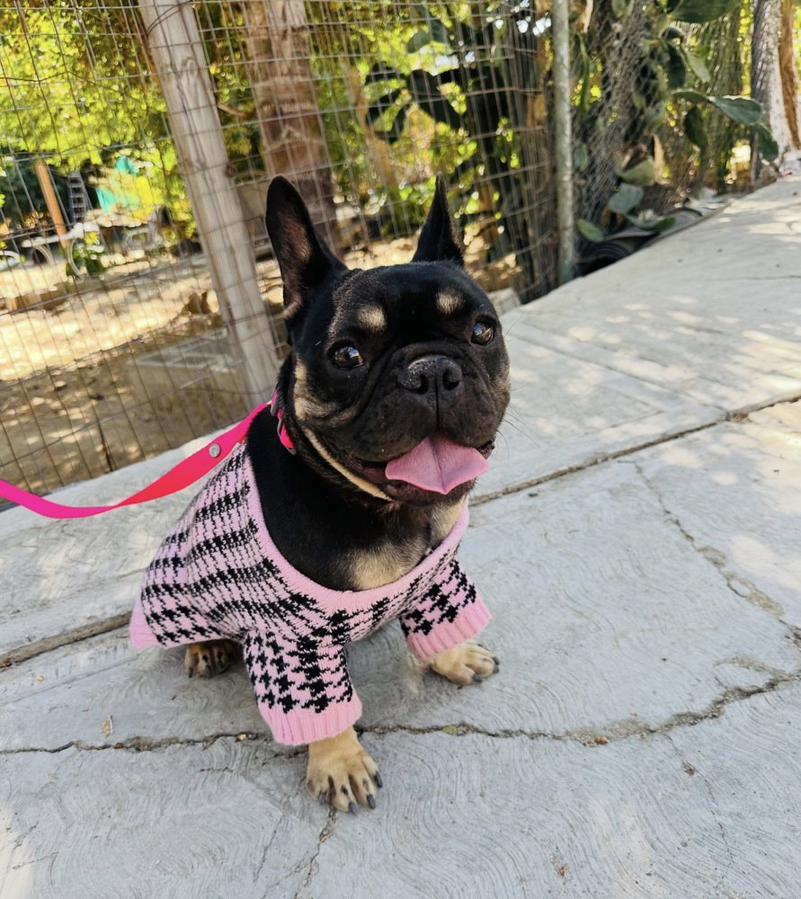 Moochi Image