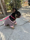 Moochi - Photo 2
