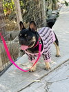Moochi - Photo 3