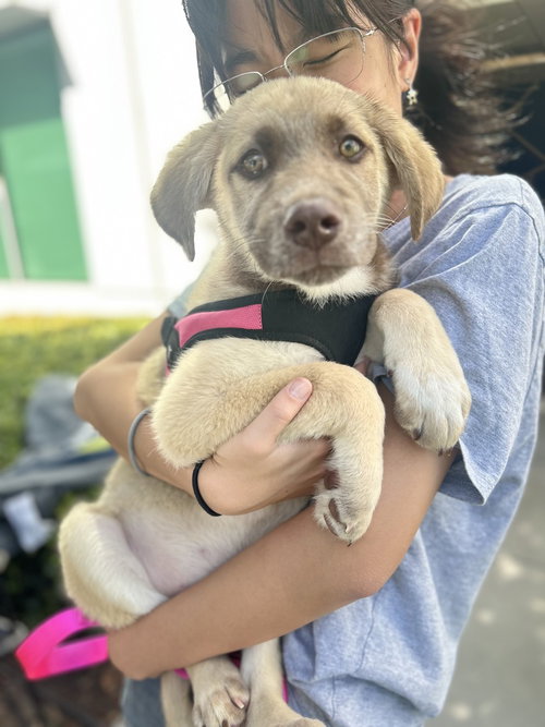 COPPER - Shepherd / Labrador Retriever available for adoption