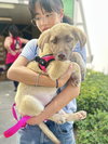 Copper - Photo 2