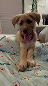 Copper - Photo 3