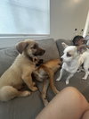 Copper - Photo 4