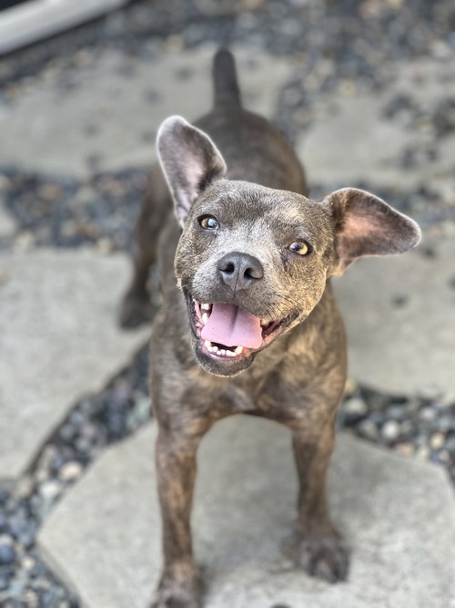 SCOTTIE - Bulldog / Chihuahua available for adoption