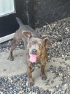 Scottie - Photo 4