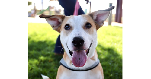 ARMY - Carolina Dog / Shepherd available for adoption