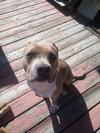 Molly - Photo 1