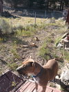 Molly - Photo 2