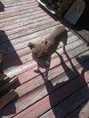 Molly - Photo 3