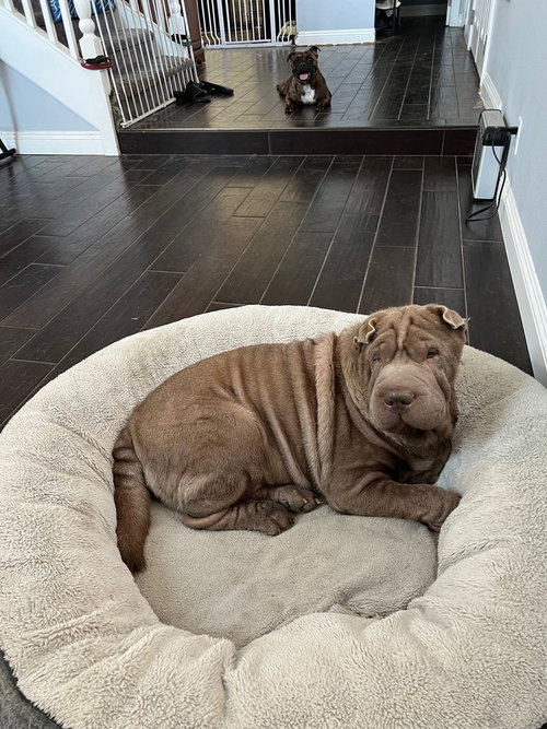 PEI PEI - Shar Pei available for adoption