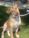 Hazel - Photo 2