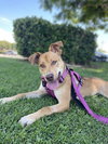 Hazel - Photo 4