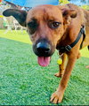 Sage - Photo 2