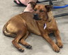 Sage - Photo 4