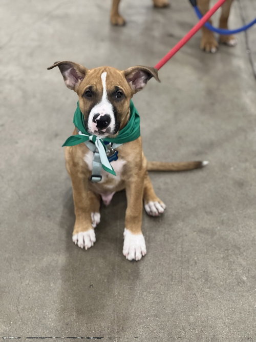 LUKE - Boxer / Shepherd available for adoption