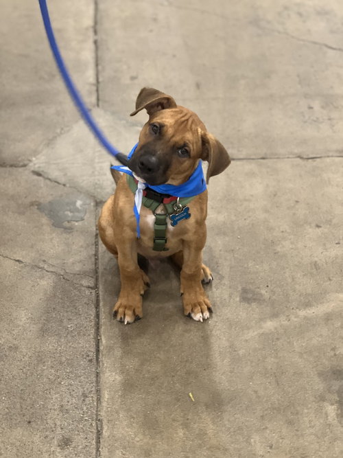 LINCOLN - Boxer / Shepherd available for adoption