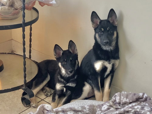 JEWEL - Husky / German Shepherd Dog available for adoption