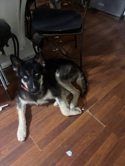 JEWEL - Husky / German Shepherd Dog available for adoption