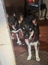 Jewel - Photo 3
