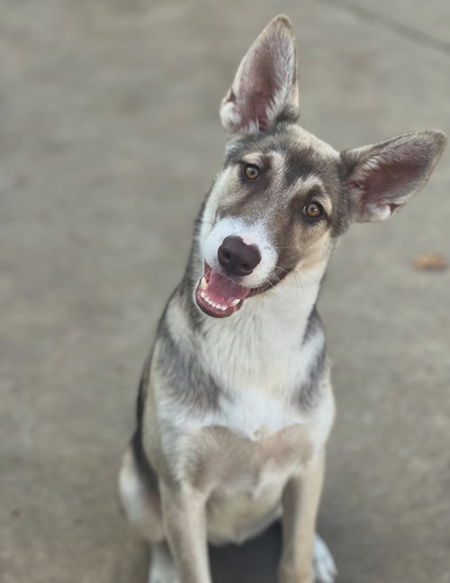LANA - Husky / Shepherd available for adoption