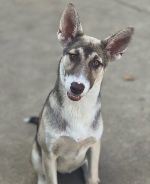 LANA - Husky / Shepherd available for adoption