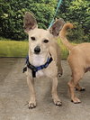 Poppy - Photo 1