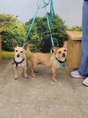 Poppy - Photo 2