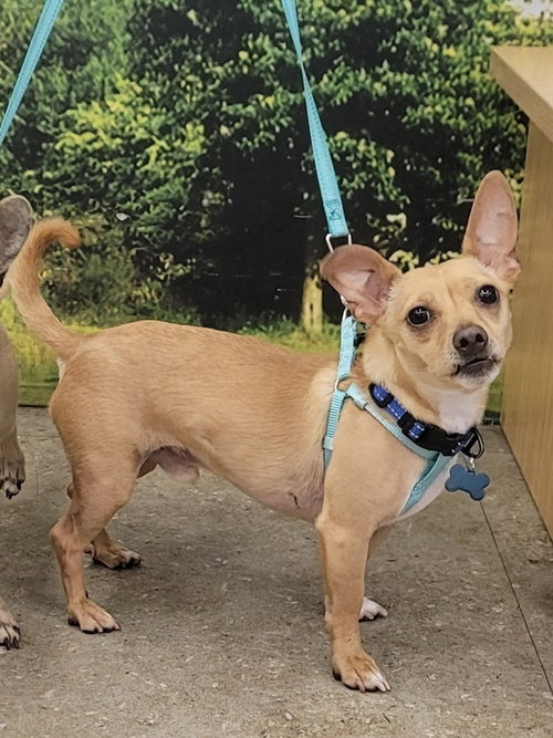 JACKSON - Chihuahua available for adoption